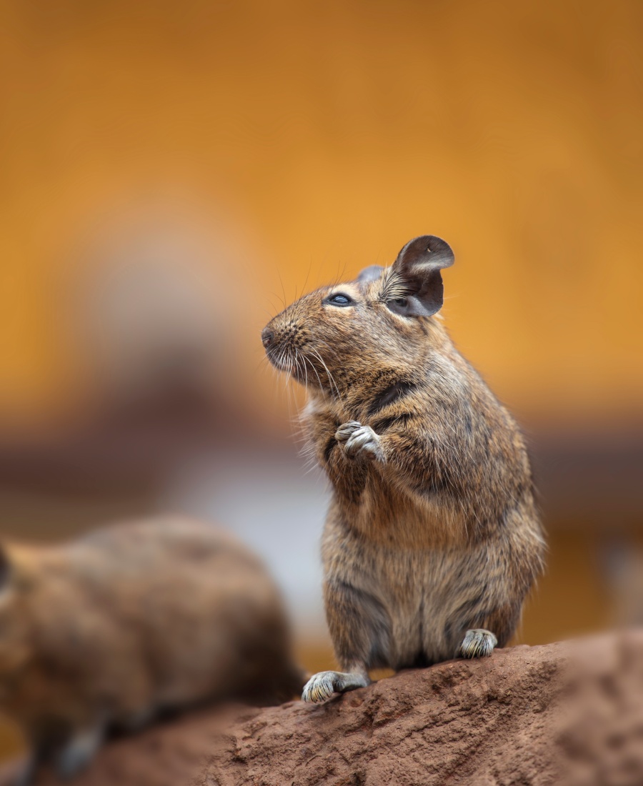 degu-walk-with-his-fellow (1) STOP ESOD